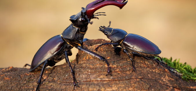 Zakochani są wśród nas