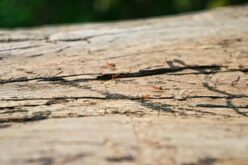 Jak pozbyć się mrówek z domu?