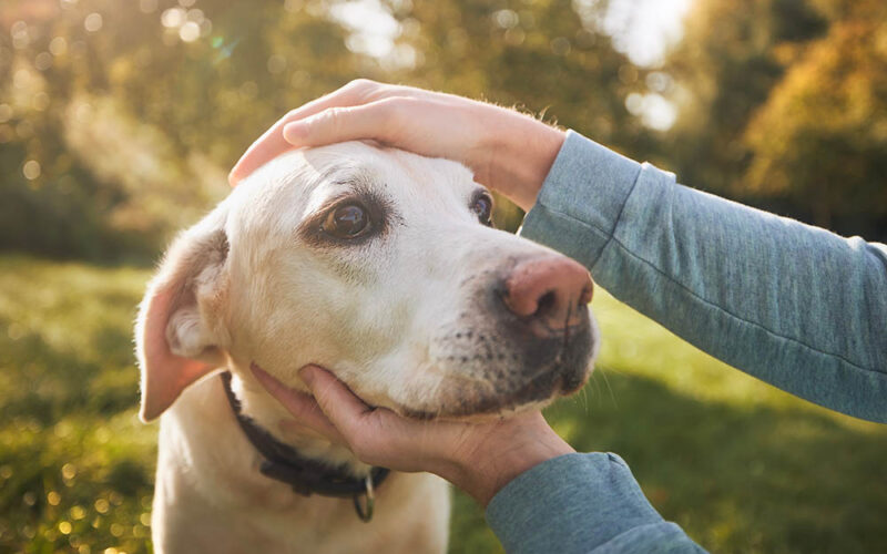 Co znaczy proste „hau”?