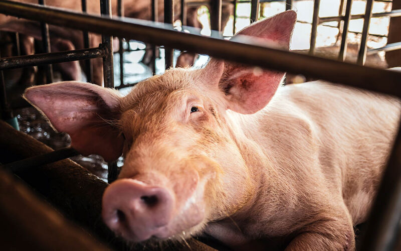 Ktoś tu podłożył świnię