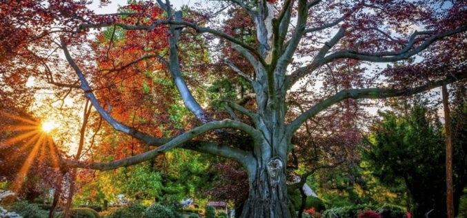 Drzewa to nasza specjalność