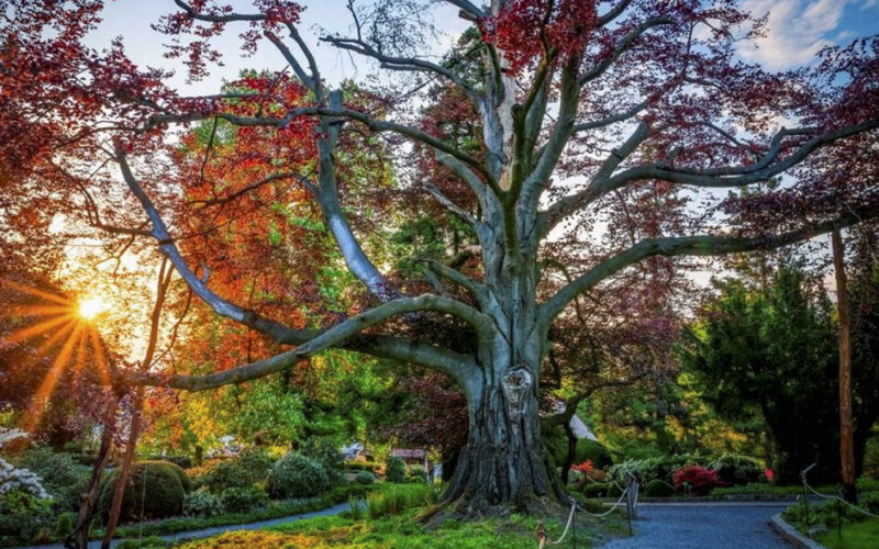 Drzewa to nasza specjalność