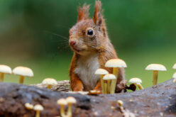 Baśka miała fajny ogonek