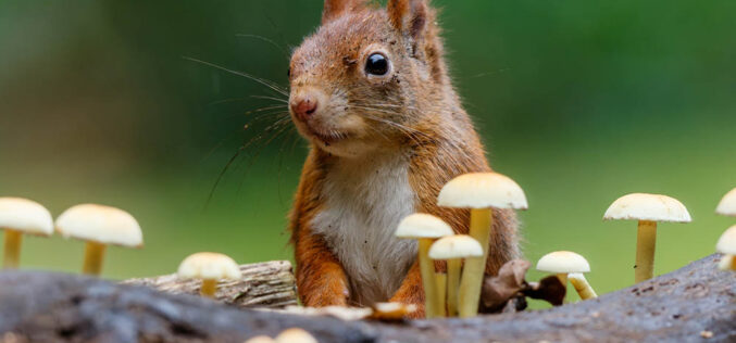 Baśka miała fajny ogonek