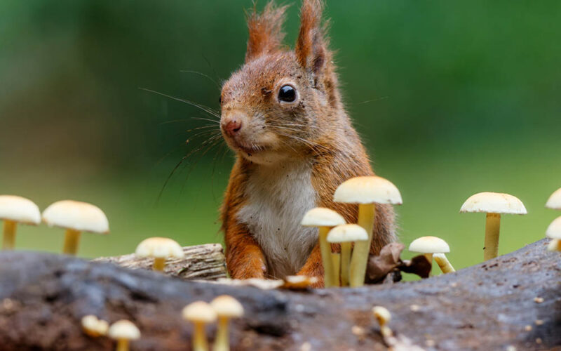 Baśka miała fajny ogonek