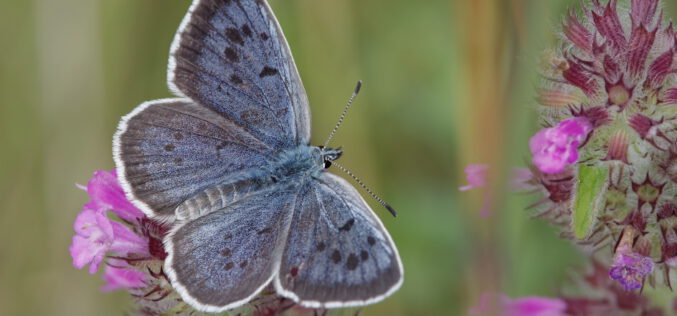 Macierzanka przyciąga modraszki