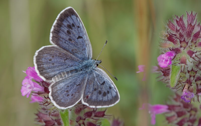 Macierzanka przyciąga modraszki