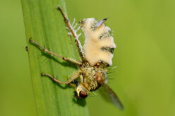 Owocowy zawrót głowy