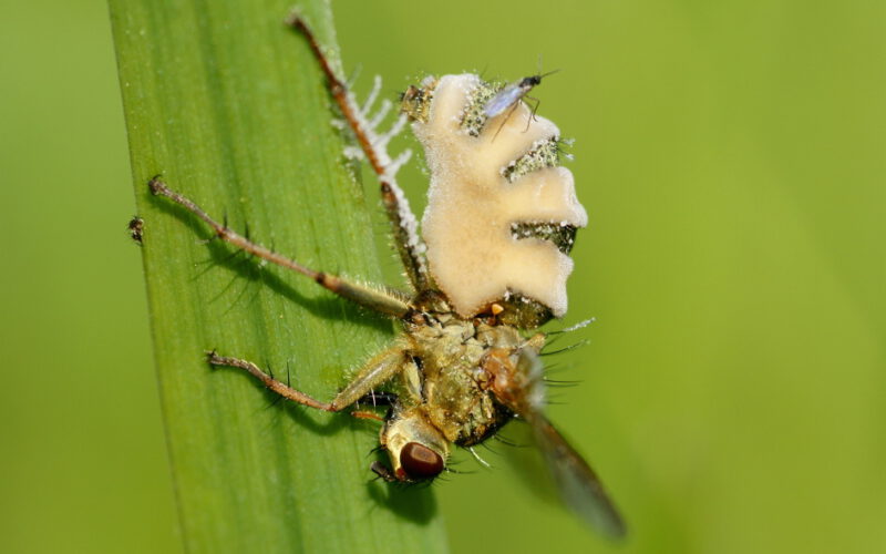 Owocowy zawrót głowy