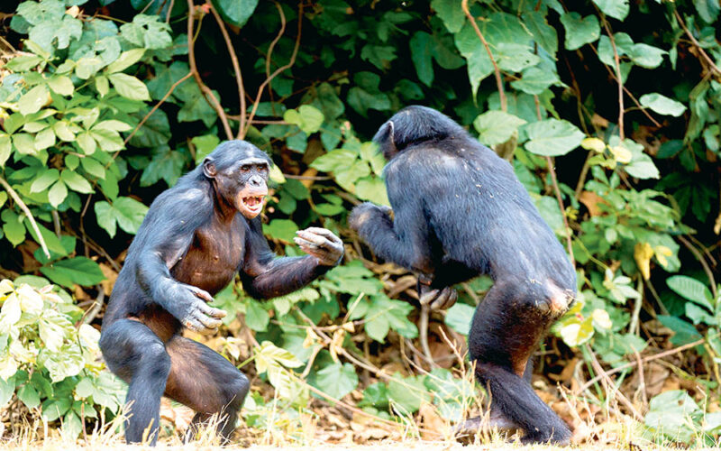 Hormon, który przyćmiewa inne