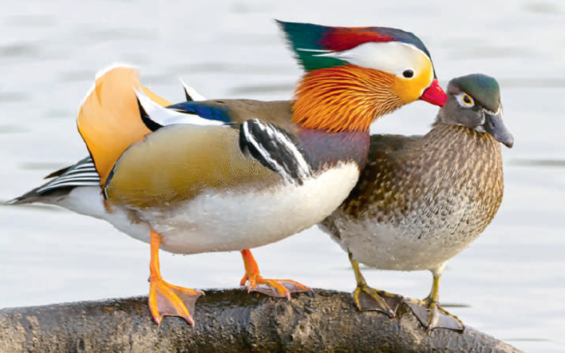 Korkociągi, łyżeczki, syfony