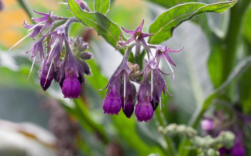 Żywokost lekarski: właściwości, zastosowanie, przeciwwskazania