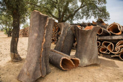 Portugalia walczy o drzewo korkowe