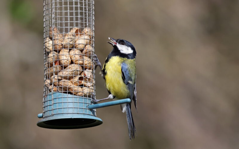 Karmniki, czyli jak utrudnić sobie życie