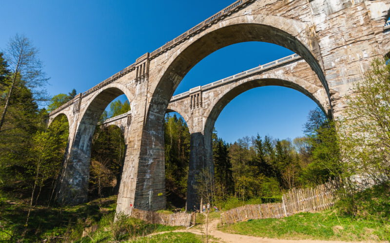 Dzika puszcza, czyli las lasów