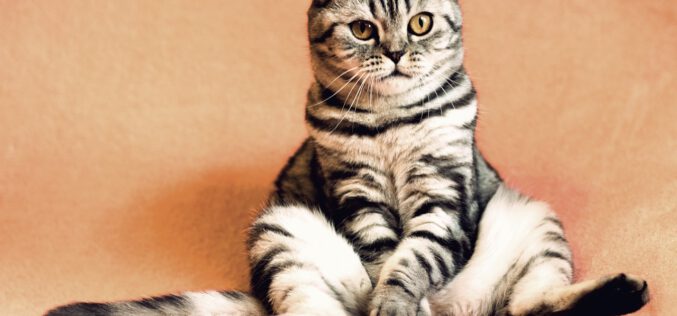 Profesjonalna opieka dla kota – na co zwrócić uwagę, decydując się na catsittera lub hotel?