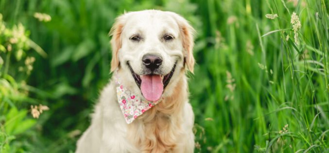 ABC cieczki u psa — co każdy opiekun powinien wiedzieć