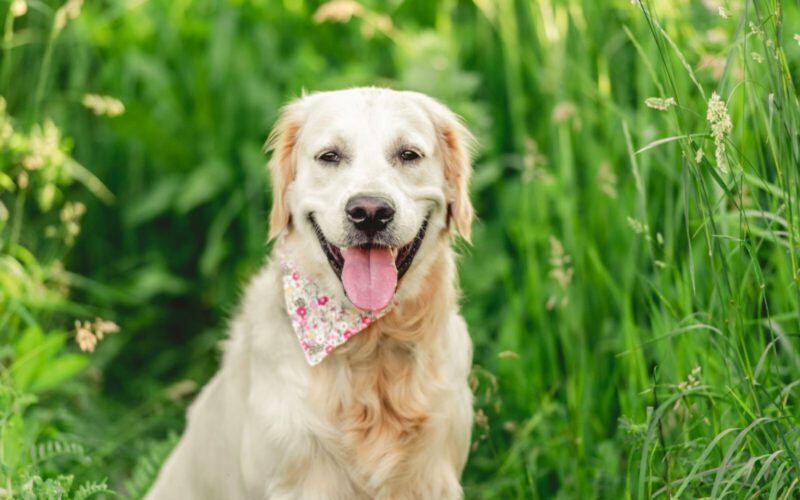 ABC cieczki u psa — co każdy opiekun powinien wiedzieć