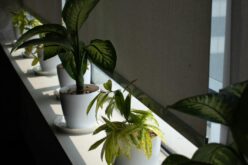 Plisy bambusowe – ekonomiczne i praktyczne rozwiązanie