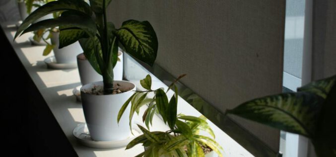 Plisy bambusowe – ekonomiczne i&nbsp;praktyczne rozwiązanie