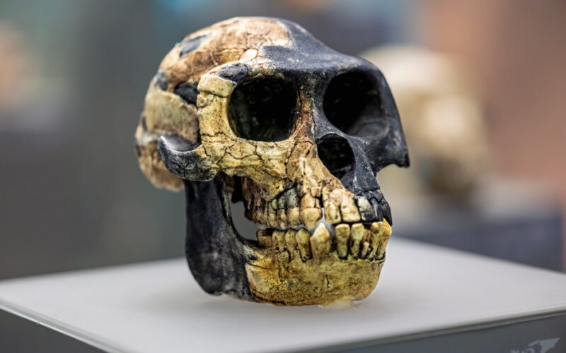 Ardi schodzi z drzewa