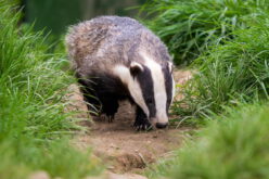 Nieuchwytny jak borsuk