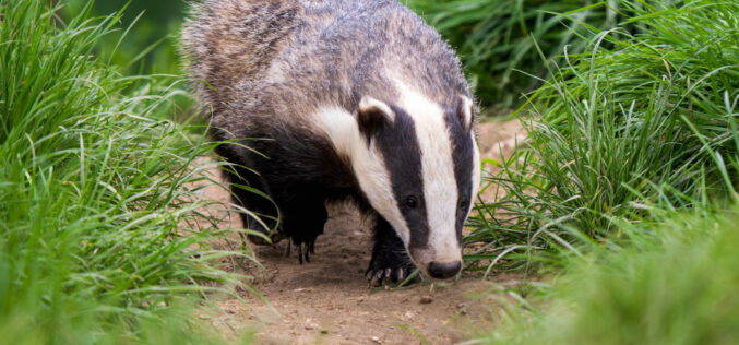 Nieuchwytny jak borsuk