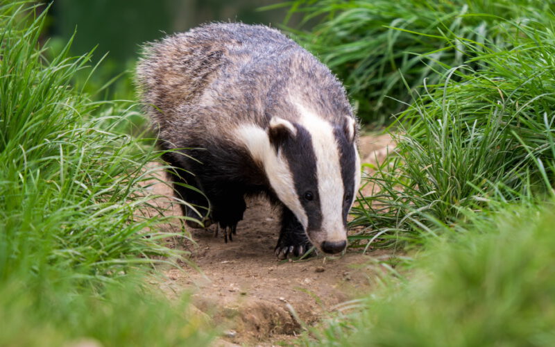 Nieuchwytny jak borsuk