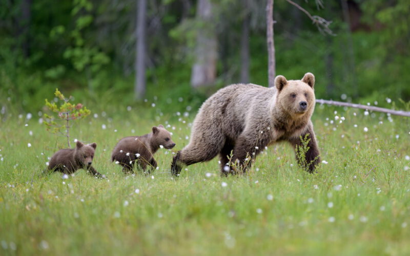 Jak salamandra z podkowcem