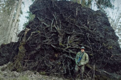 Puszcza Białowieska jak magnes