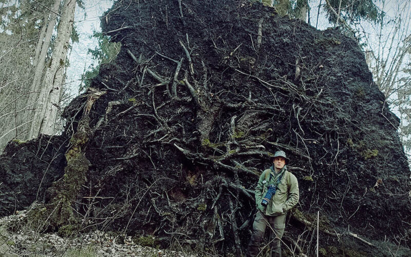 Puszcza Białowieska jak magnes
