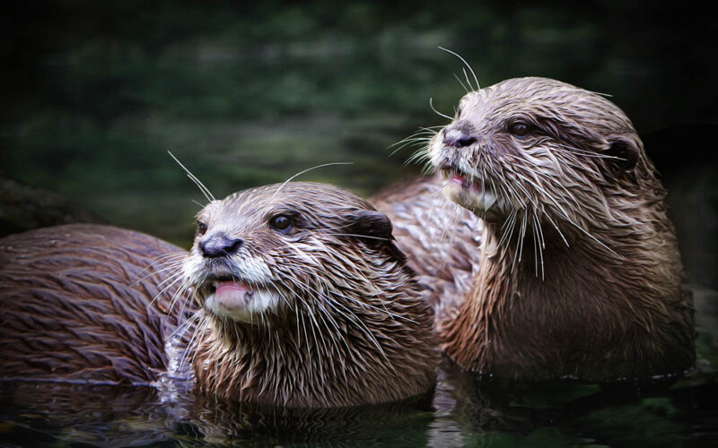 Wydra prosi do tańca