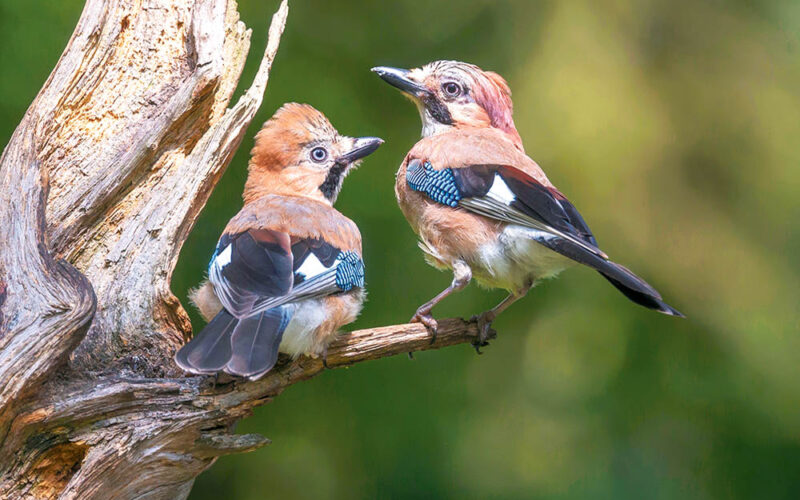 Wybierała się za morze