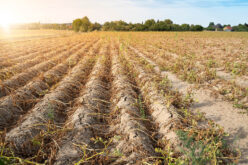 Susza – stan permanentny