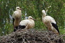 Bociany na świeczniku