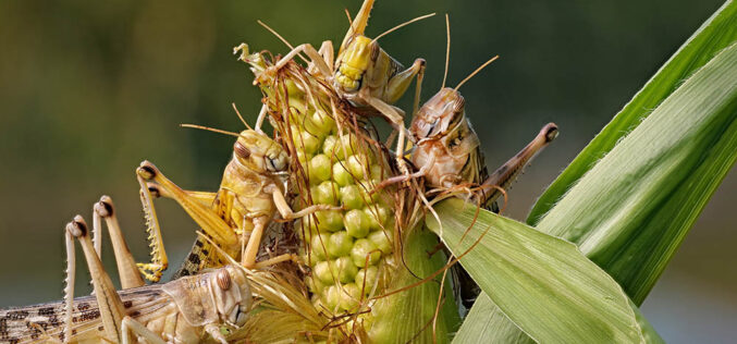 Fascynujący świat owadów