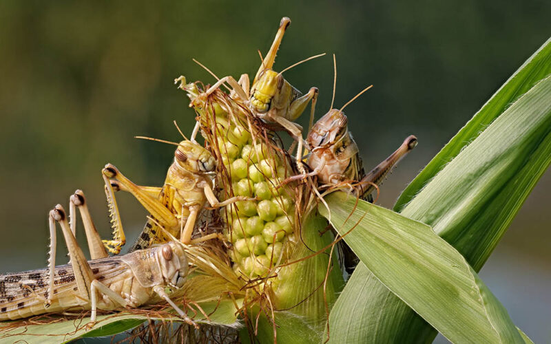 Fascynujący świat owadów