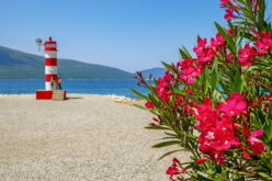 Oleandry. Niebezpieczne piękno Południa