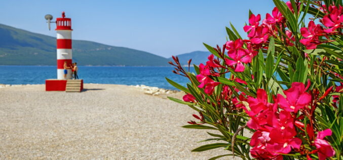 Oleandry. Niebezpieczne piękno Południa