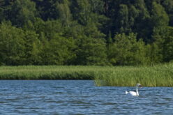 Trzcina wraca do łask