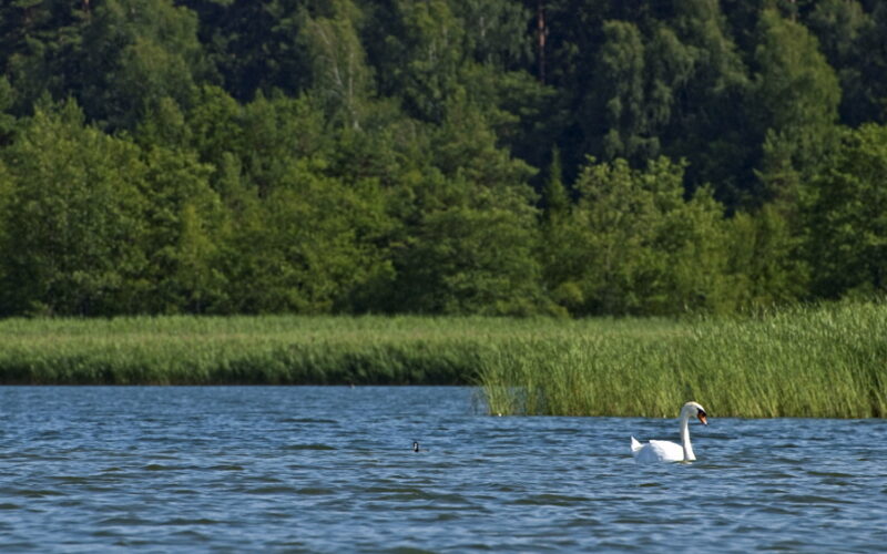 Trzcina wraca do łask