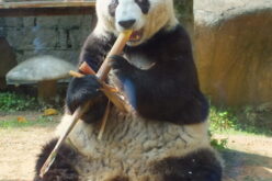 Panda podbija świat