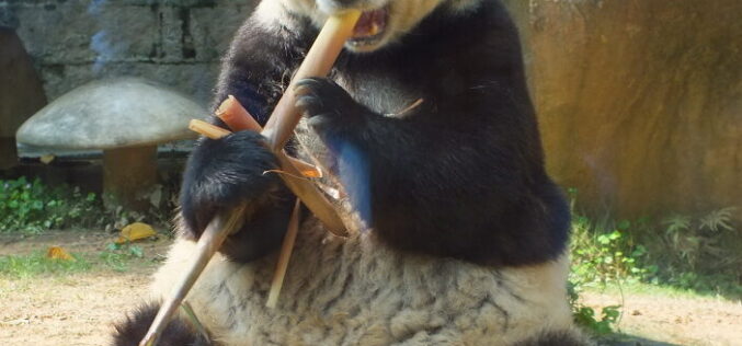 Panda podbija świat