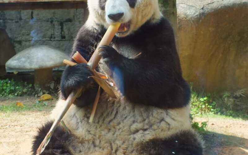 Panda podbija świat