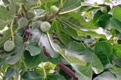 Słodki smak zdrowia