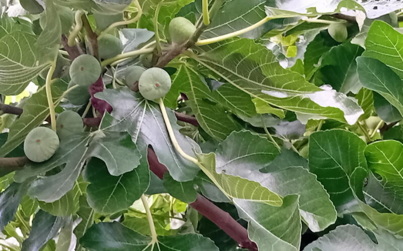 Słodki smak zdrowia