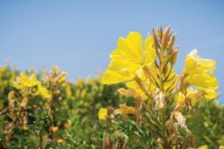 Gdzie kwiaty mają uszy