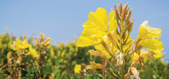 Gdzie kwiaty mają uszy