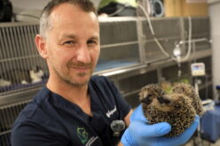 Zaczęło się od&nbsp;jeży