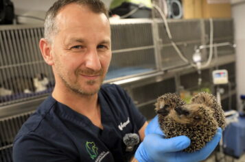 Zaczęło się od&nbsp;jeży